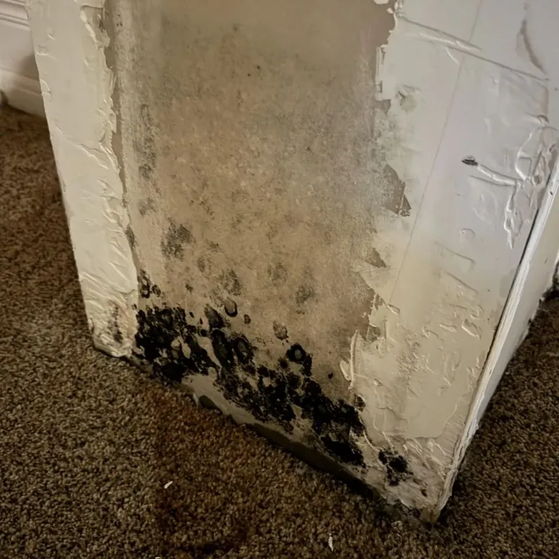 Professional Mold Removal in Edgewood, TX